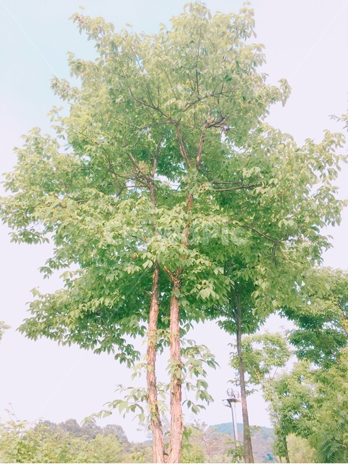 나무,푸른나무,나무한그루,나무배경,초록나무