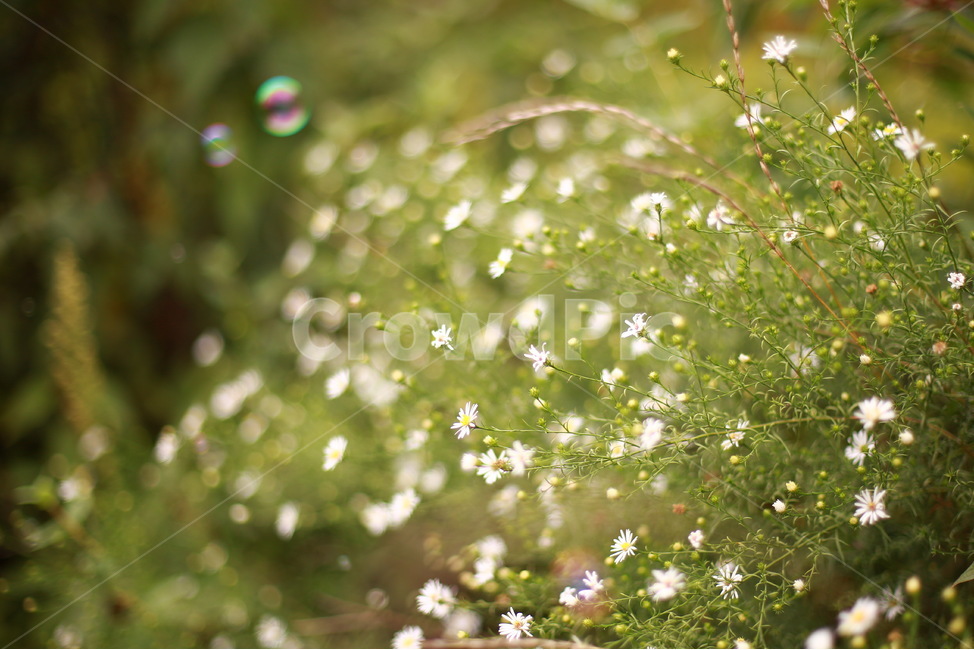 봄,꽃,하얀꽃,흰색꽃,들꽃,감성,감성사진,봄,계절,spring,season,식물,자연,plants,nature,꽃,flower,감성,sensible,feeling