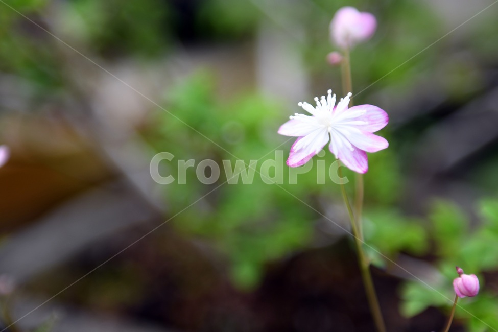 식물,꽃,감성사진,자연,flower,꽃사진,봄,봄꽃,계절,빗방울,비,감성,4월,spring,힐링,자연풍경,풍경,식물,자연,plants,nature,꽃,flower