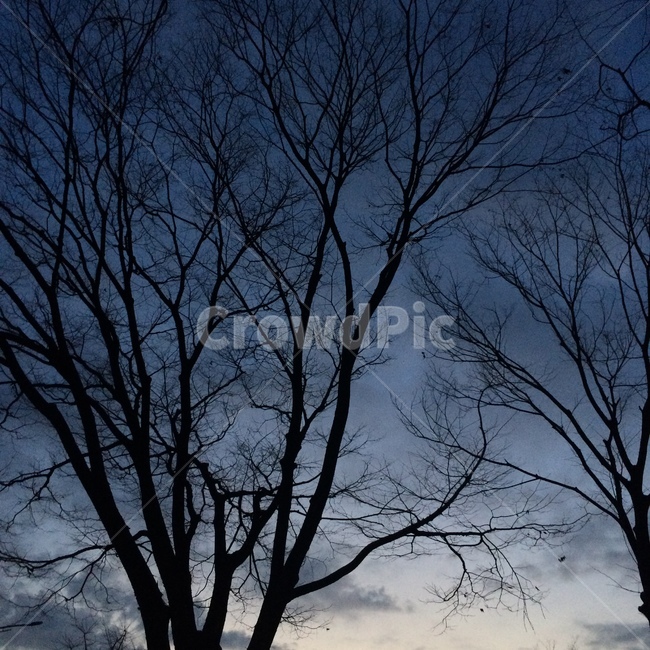 나무,하늘,구름,sky,겨울하늘,노을