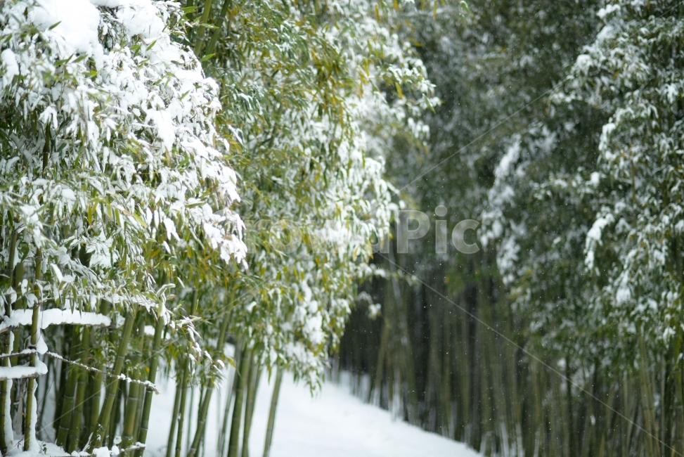 담양,죽녹원,겨울,눈,대나무,설경,bamboo,겨울,계절,winter,season