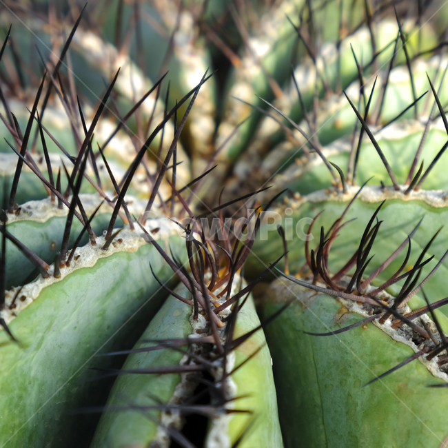 plant,식물,배경,패턴,신선한,정원,열대,질감,자연,녹색,클로즈업,천연,줄기,야외,매크로,컬러,나무,잎,아름다움,선인장
