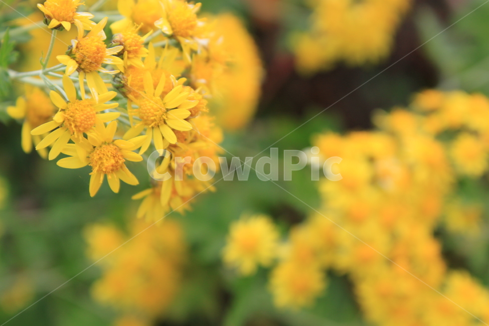꽃,노란꽃,식물,향기,flower,자연,봄,여름,가을,공원,화단,화분,플라워,노란색,garden,floral,botany,blooming,식물,자연,plants,nature,꽃,flower