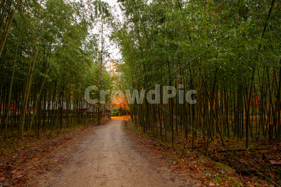 가을,풍경,자연,대나무,대나무길,가을,계절,fall,autumn,season,plant,식물,ground,바닥