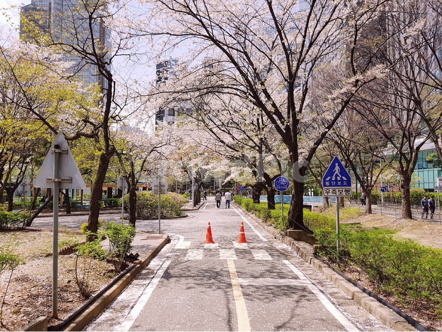 공원,벚꽃,꽃,꽃놀이,감성사진,잠실,봄,계절,spring,season,도시,풍경,city,landscape,한국도시풍경,한국도시경관,korea cityscape,plant,식물,asphalt,아스팔트,tree,나무