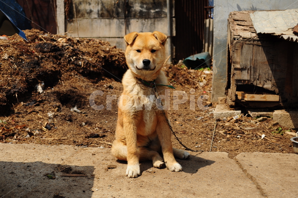 강아지,개,황구,진돗개,누렁이,토종견,반려견,시골,시골풍경,동물,animal,포유류,mammal,개,강아지,dog,doggy