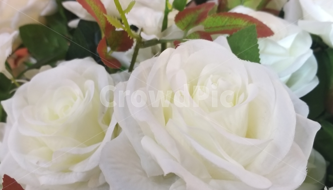 꽃,식물,자연,아름다운,느낌,인테리어,plant,flower,rose,장미,blossom,백장미