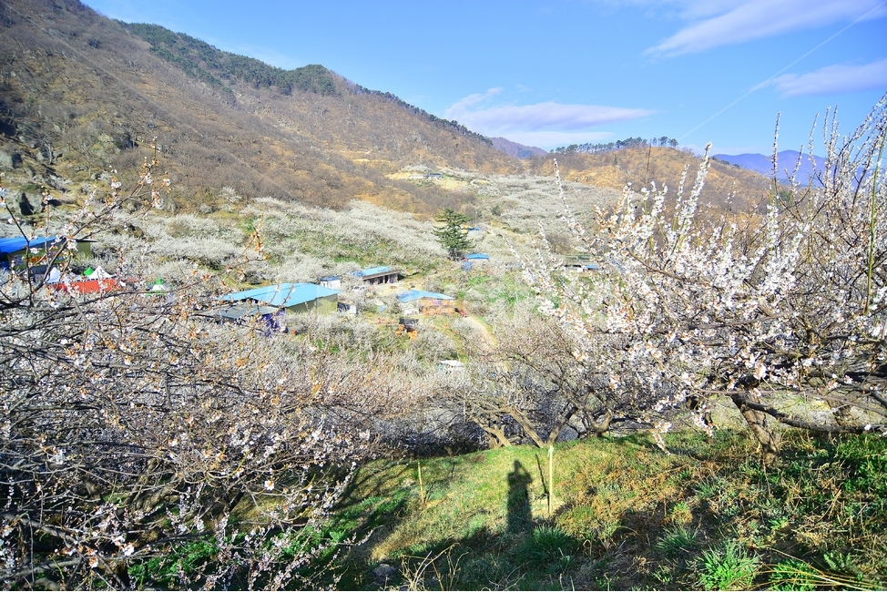 섬진강,섬진강기행,기행,남도,전라도,일상,시골,사진,여행,정취,느낌,파스텔톤,파스텔,매화꽃,흰색,매화,청매농원,청매원,청매실농원,청매화농원,매화축제,매화꽃축제,섬진강축제,축제,매화마을,광양,전남광양,전남,새싹,봄,식물,자연,plants,nature,계절,spring,season,꽃,flower,정자,한국전통,한국문화,koreantraditional,koreanculture,나들이,오후,데일리,감성,새로움,변화,배경,화사한,봄꽃,시안,광고,디자인,카다로그,뉴스레터,잡지,홍보,햇빛,눈부시다,눈부신,봄날씨,벌,꿀벌,honeybee,bee,봄,계절,spring,season,자연,풍경,nature,landscape,한국자연풍경,한국자연경관,korea nature landscape,시골,마을,country,rural,town,outdoors,옥외