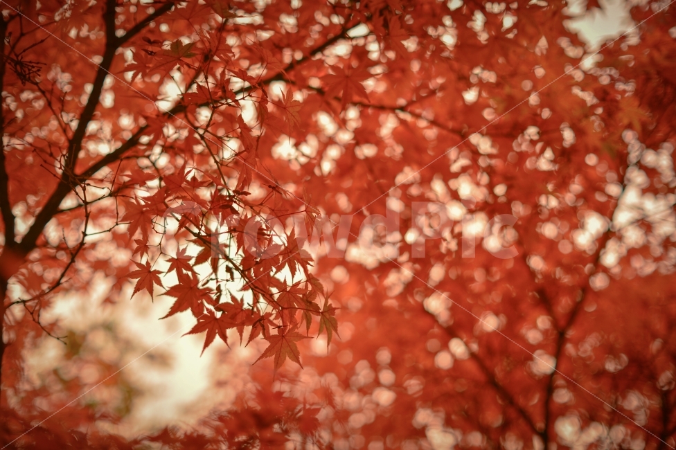 단풍,보케,붉은,빨강,그리움,추억,감성,가을,autumn,fall,maple,leaves,red,bokeh,missing,sensitive,memory,식물,자연,plants,nature,가을,계절,fall,autumn,season,plant,leaf,잎,tree,나무