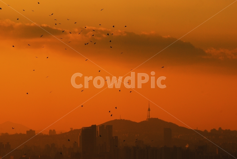 미세먼지,황사,스모그,매연,대기오염,날씨,기후,배기가스,안개,연무,뿌옇다,흐린,도시,서울,공기,중심가,이슈,경보,smoke,foggy,우울한,탁한,기상,마스크,주의보,대도시,city,공기청정,메트로폴리탄,fog,dust,haze,오염,공기청정기,환경,environment,air,atmosphere,배경,바탕,백그라운드,미래도시,새떼,bird,남산타워,노을,석양,sunset,도시,풍경,city,landscape,한국도시풍경,한국도시경관,korea cityscape,nature,자연