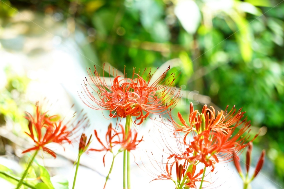 가을,상사화,꽃무릇,꽃,감성,식물,자연,plants,nature,꽃,flower