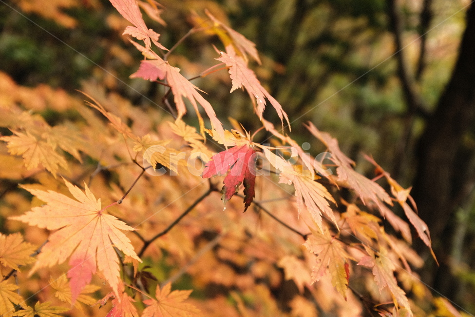 leaf,잎,plant,식물,tree,나무,단풍,가을