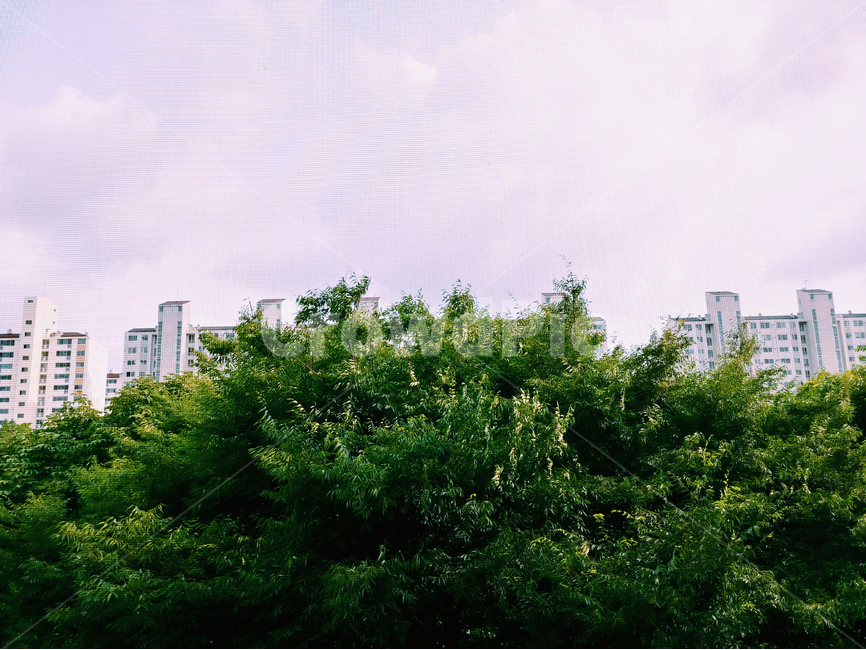 풍경,하늘,sky,나무,tree,도시,풍경,city,landscape,plant,식물