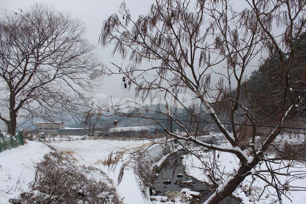 겨울,겨울풍경,눈,분위기,snow,겨울아침,시골풍경,한겨울,snowing,풍경,자연,landscape,계절,색감
