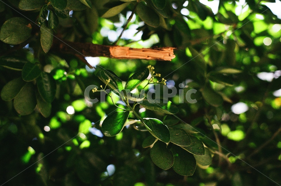 leaf,잎,식물,plant,green,greenleaves,여름,여름자연,초록색,초록잎,나무,식물,자연,plants,nature
