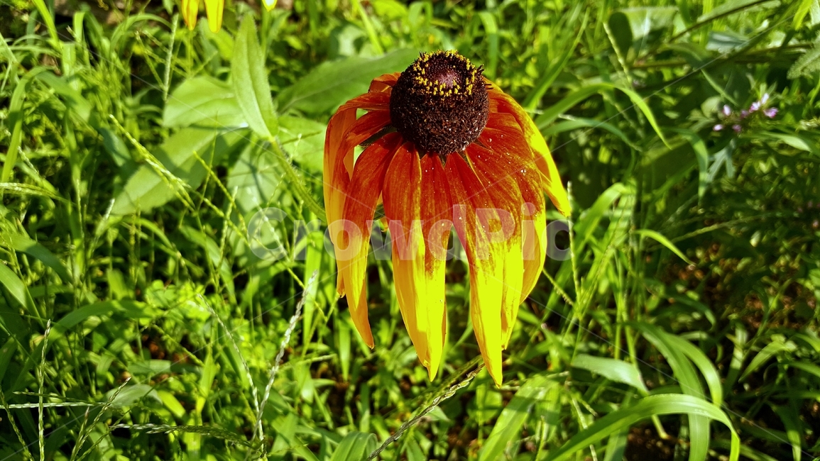 루드베키아식물,꽃,여름,햇빛,rudbeckia,coneflower