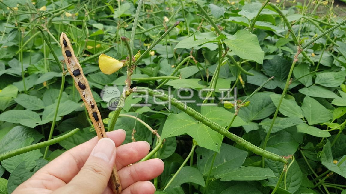 콩,동부콩,검은동부콩,동부콩콩깍지,콩깍지,콩밭,콩농사,손,콩꽃,꽃,잎