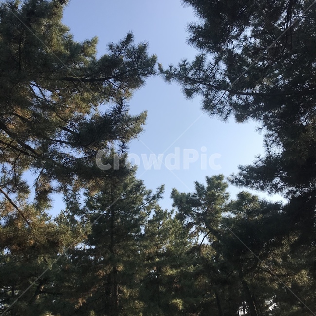 나무,전나무,tree,식물,자연,풍경,감성