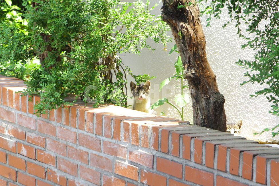 고양이,길고양이,아기고양이,경계,밥먹는고양이,동물,동물,animal,포유류,mammal,고양이,cat,kitten,kitty
