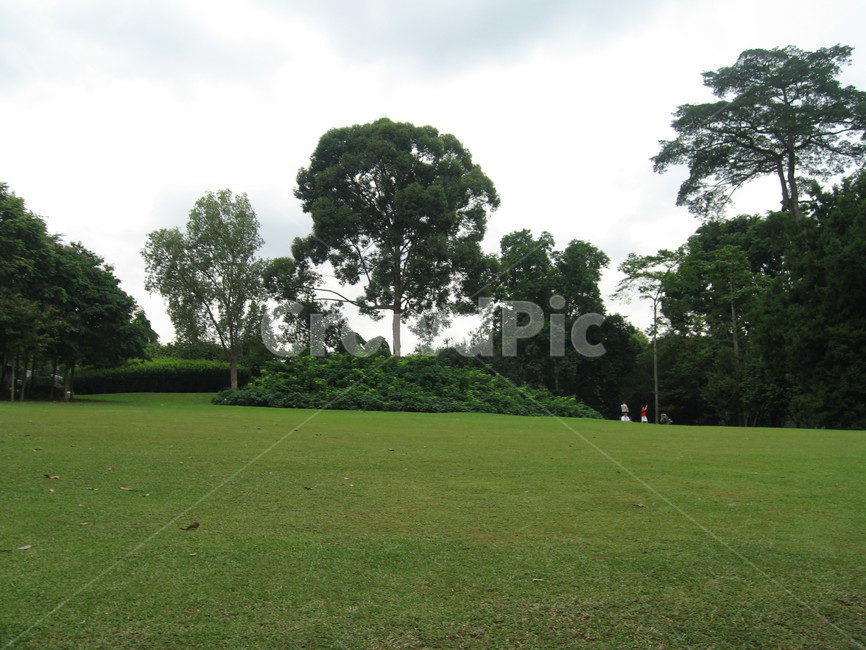 잔디,grass,plant,풍경,자연,자연,풍경,nature,landscape,식물,plants,나무,trees,wood