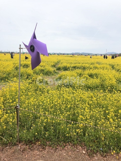 봄,유채꽃,바람개비,자연,풍경,식물,자연,plants,nature,꽃,flower