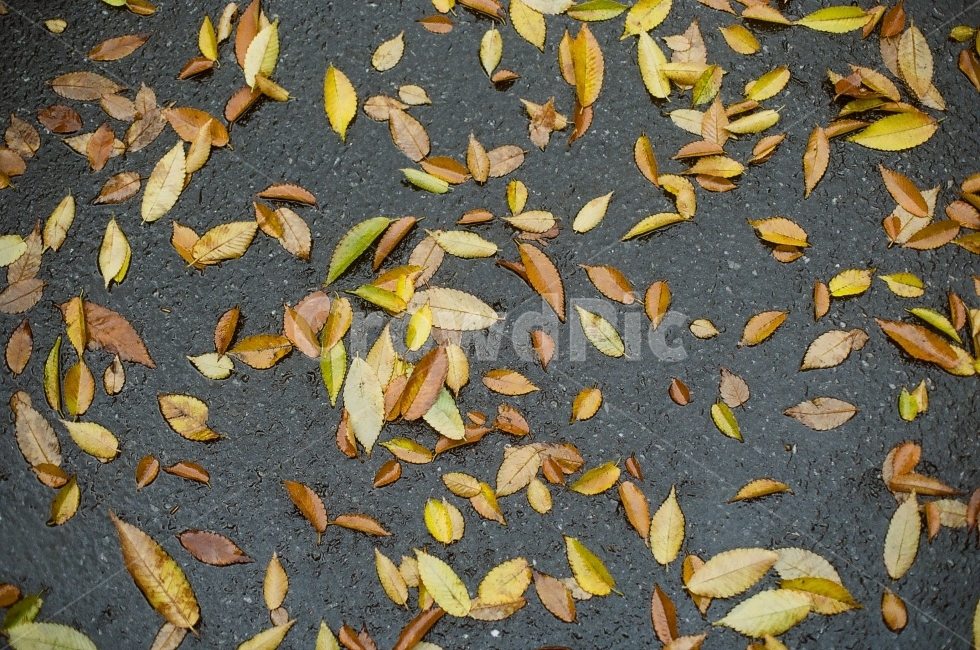 가을,낙화,잎,길,나뭇잎,가을,계절,fall,autumn,season,leaf,plant,식물,asphalt,아스팔트