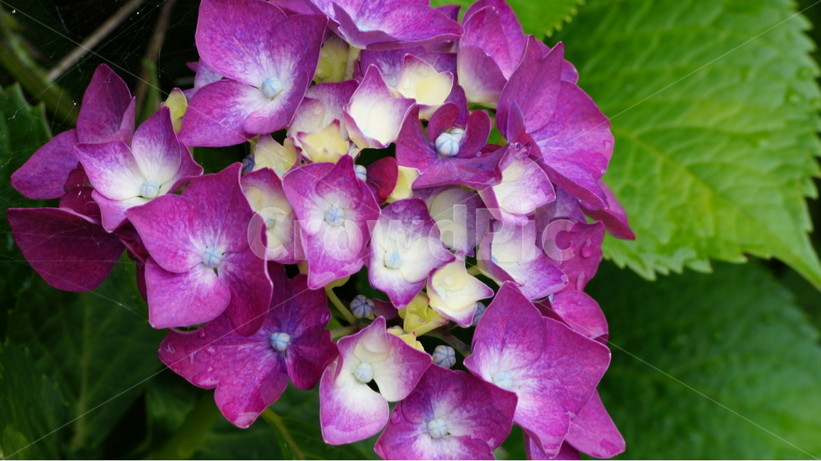 수국,꽃,꽃사진,식물,자연,식물,자연,plants,nature,꽃,flower