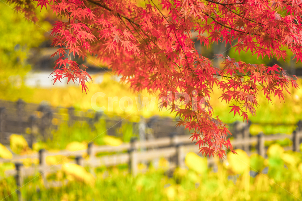 단풍,추색,가을,나무,나뭇잎,잎새,자연,잎,가을,계절,fall,autumn,season,leaf,plant,식물,tree,maple