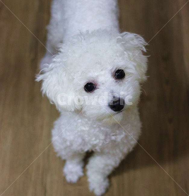 강아지,puppy,poodle,동물,포유류,doggy,feling,푸들,궁금