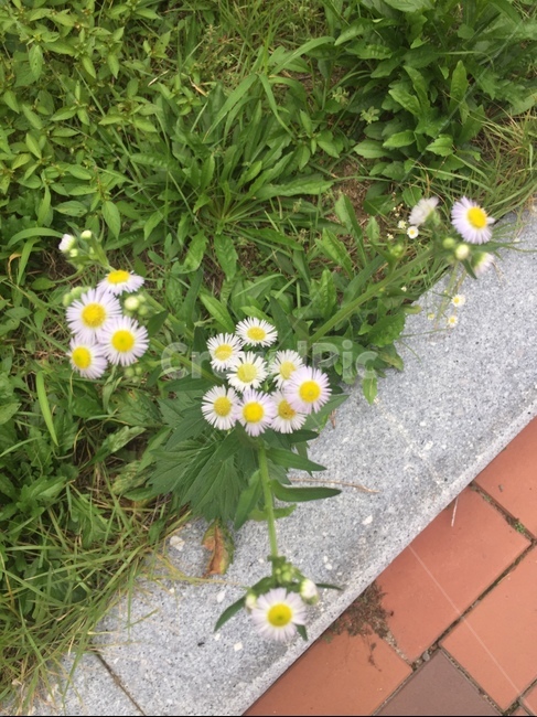 plant,식물,blossom,꽃,flower,daisies,daisy,데이지,식물,자연,plants,nature,꽃,flower