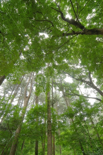 나무,숲,자연,거목,나뭇잎,로우앵글,나무숲,공기,상쾌함,산,식물,자연,풍경,nature,landscape,식물,plants,나무,trees,wood,tree,plant,vegetation,초목