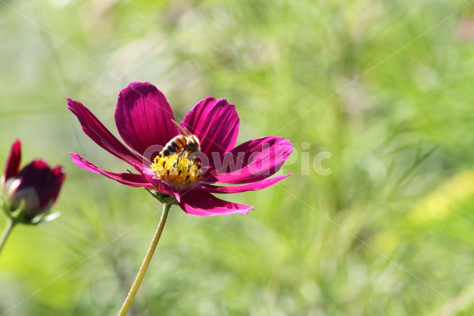 코스모스,꽃,식물,가을꽃,cosmos,가을,계절,fall,autumn,season,식물,자연,plants,nature,꽃,flower,plant,bee,벌,invertebrate,무척추 동물,insect,곤충,animal,동물,honey bee,꿀벌