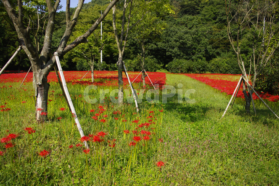 꽃,꽃무릇,가을,flower,color,자연,풍경,nature,landscape,plant,식물