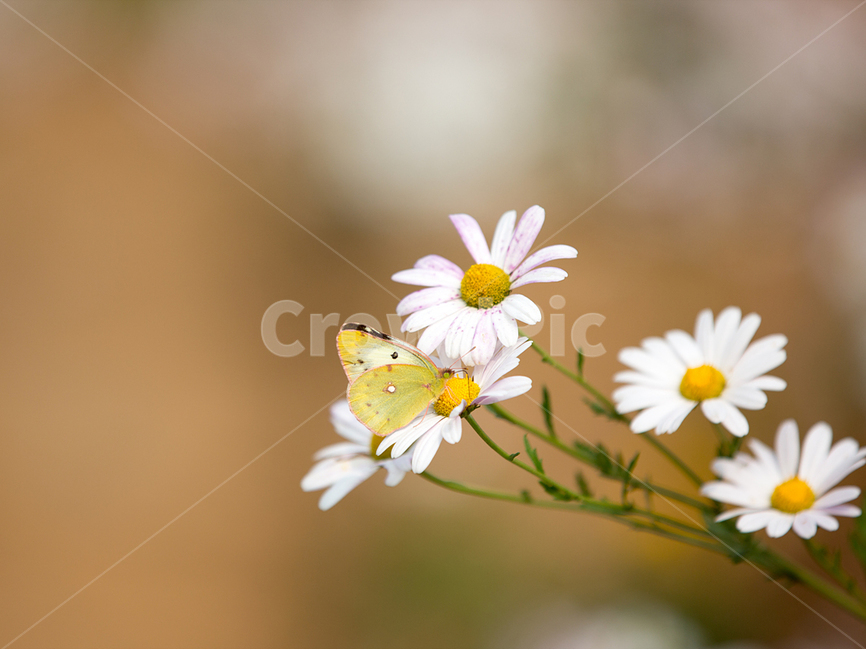 꽃과나비,봄,노랑나비,구절초,생태사진,봄,계절,spring,season,식물,자연,plants,nature,꽃,flower,동물,animal,곤충,벌레,insect,bug,plant,blossom,daisy,데이지,daisies
