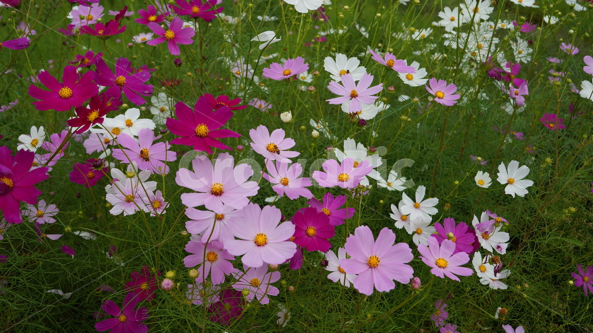 꽃,코스모스,식물,코스모스축제,꽃길,가을,계절,fall,autumn,season,식물,자연,plants,nature,꽃,flower,plant,blossom,daisy,데이지,daisies