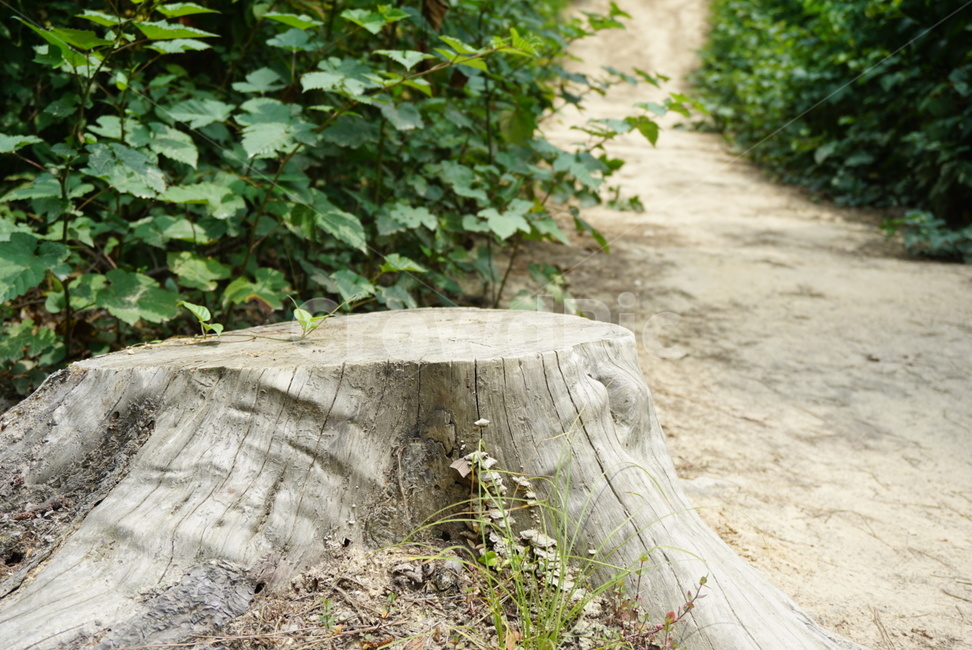 산책로,산책,쉼터,나무,풀,공원,walk,자연,숲,풀숲,자연,풍경,nature,landscape,tree stump,그루터기