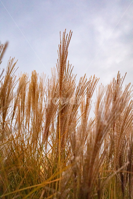 plant,식물,produce,grain,갈대,풀,가을,가을,계절,fall,autumn,season,식물,자연,plants,nature