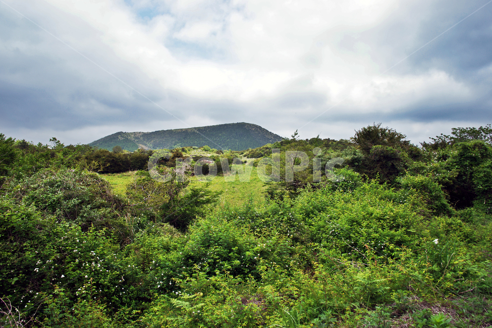 갑마장길,제주도,표선면,가시리,오름,신록,자연,풍경,nature,landscape