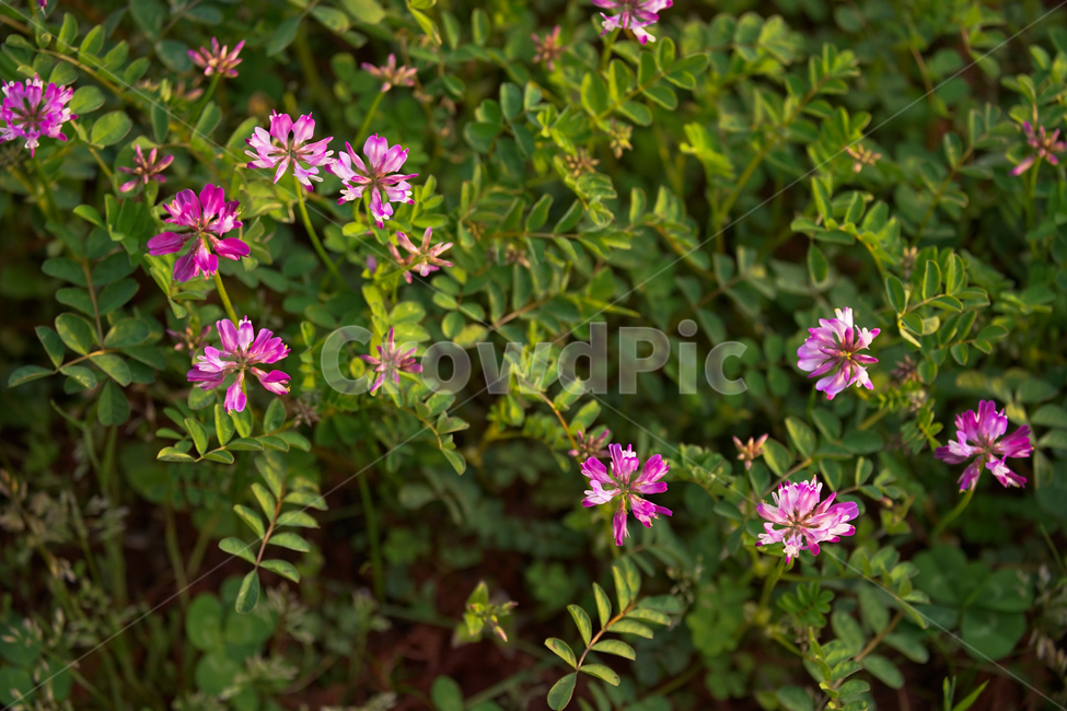 봄,뽐꽃,꽃,계절,식물,감성,자연,야생화,들꽃,식물,자연,plants,nature,꽃,flower