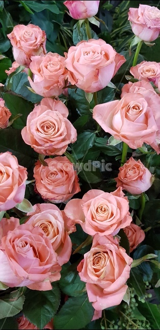 꽃,장미,분홍색,장미꽃,로맨틱,사랑,연인,배경,자연,피어나다,이쁘다,flower,rose,pinkcolor,romantic,love,lover,nature,background,bloom,식물,자연,plants,nature,꽃,flower