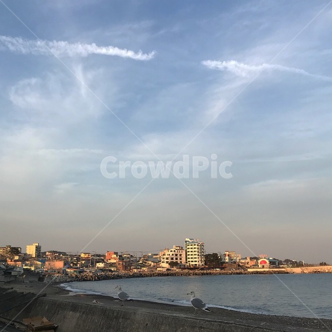 경주,바다,갈매기,하늘,경치,자연,풍경,nature,landscape,동물,animal,조류,새,birds,outdoors,옥외