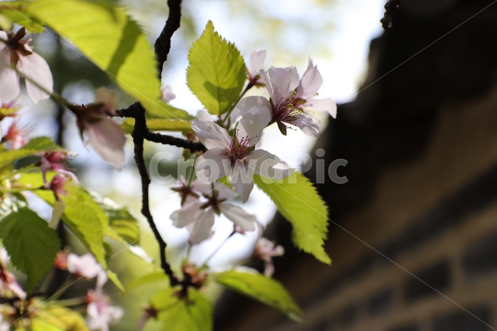 plant,식물,flower,꽃,가지,식물,자연,plants,nature,꽃,flower