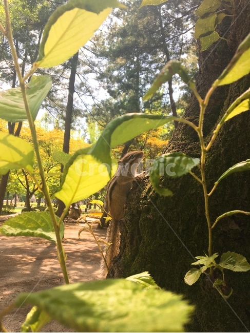 다람쥐,동물,나무,squirrel,chipmunk,tree,animal
