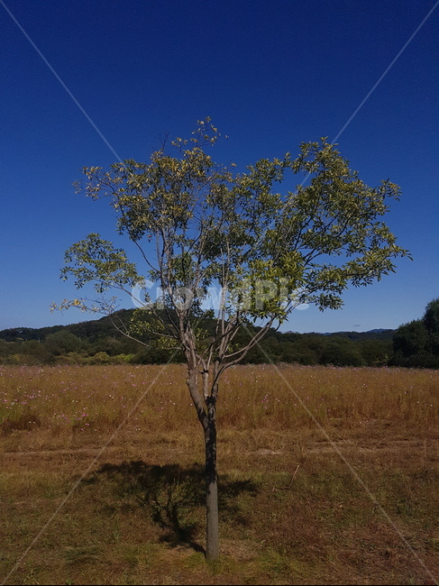 나무,초원,나무한그루,산능선,밤,tree,night