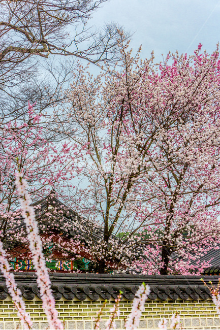 벚꽃,봄,고궁,담장,기와,관광명소,비원,봄,계절,spring,season,한국전통,한국문화,korean traditional,korean culture,식물,자연,plants,nature,나무,trees,wood,plant,blossom,꽃,cherry blossom,flower