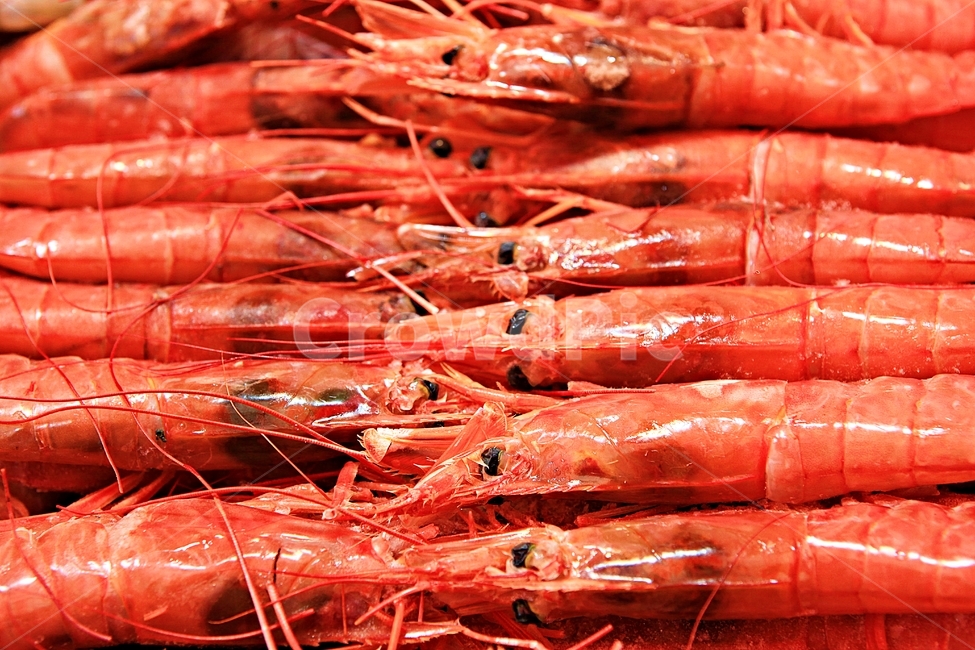홍새우,새우,음식,배경,자연,음식,식재료,요리,food,cook,meal,dishes,food reserves,수산물,해산물,fishery products,seafood
