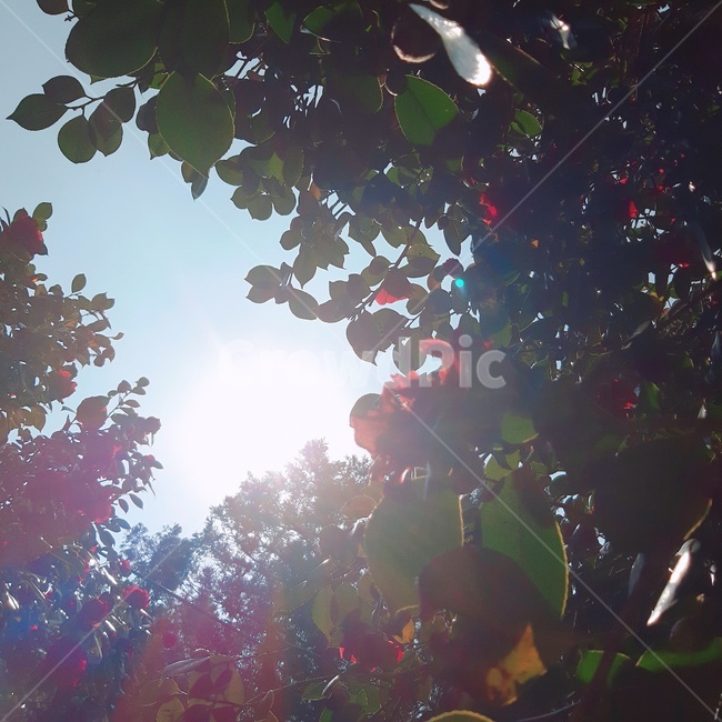 빛,동백,나무,하늘,봄,자연,풍경,nature,landscape,light,flare,플레어,sunlight,햇빛