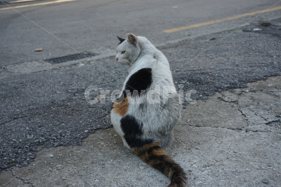 길고양이,고양이,길냥이,동물,삼색이,도시,골목,동물,animal,포유류,mammal,고양이,cat,kitten,kitty