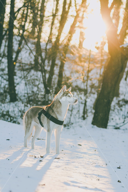 반려견,허스키,눈,겨울,개,시베리안허스키,대형견,중형견,snow,dog,husky,siberianhusky,winter,역광,겨울,계절,winter,season,동물,animal,포유류,mammal,개,강아지,dog,doggy,감성,sensible,feeling