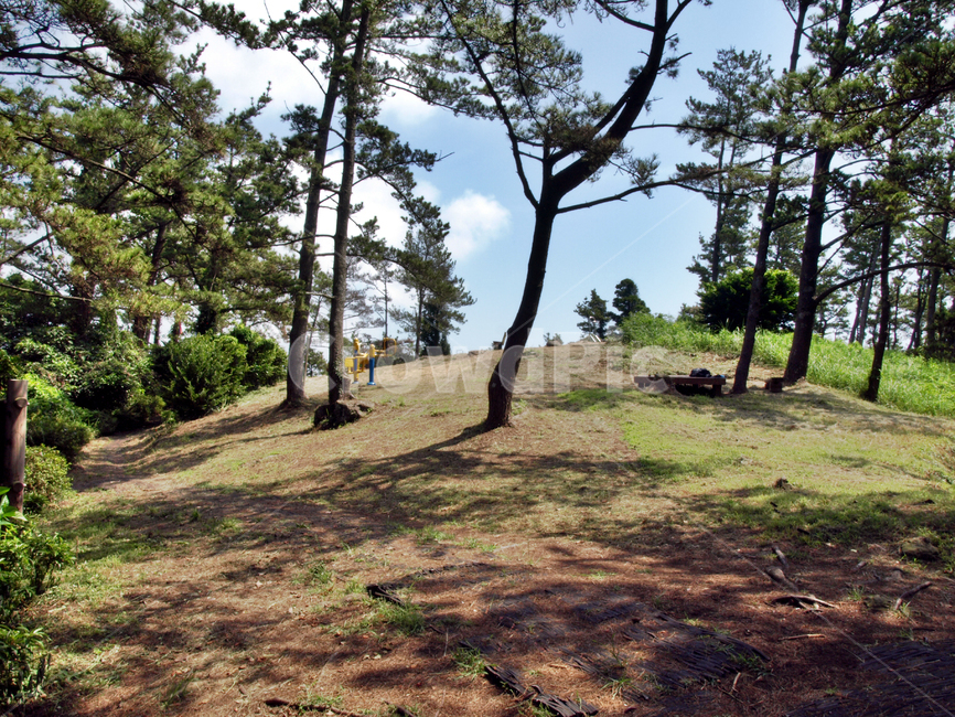 제지기오름,오름,올레6코스,올레길,제주,서귀포시,숲,자연,자연,풍경,nature,landscape,tree,나무,plant,식물,ground,바닥,tree trunk,나무 줄기